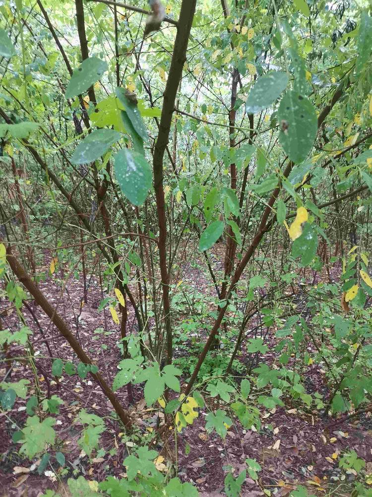刺槐苗  供应刺槐 ，刺槐批发， 基地直发一手货源。