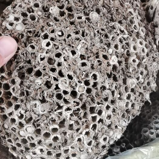 庆云县蜂房，选货 无生虫