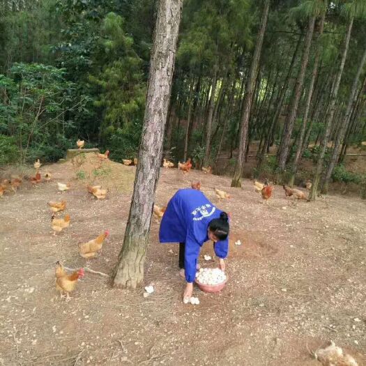 赣州散养土鸡蛋，绿壳蛋，初生蛋