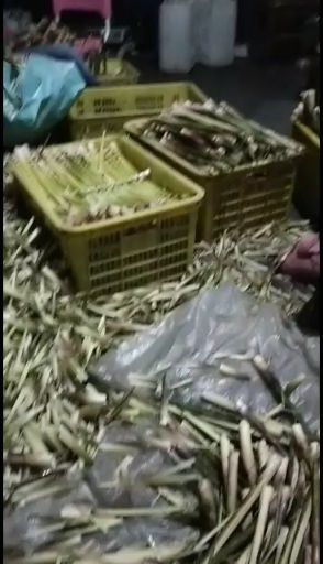 峨眉山市八月笋  冷笋竹子，年前冷竹干耐用型，户外用个5年左右，户内用几十年！