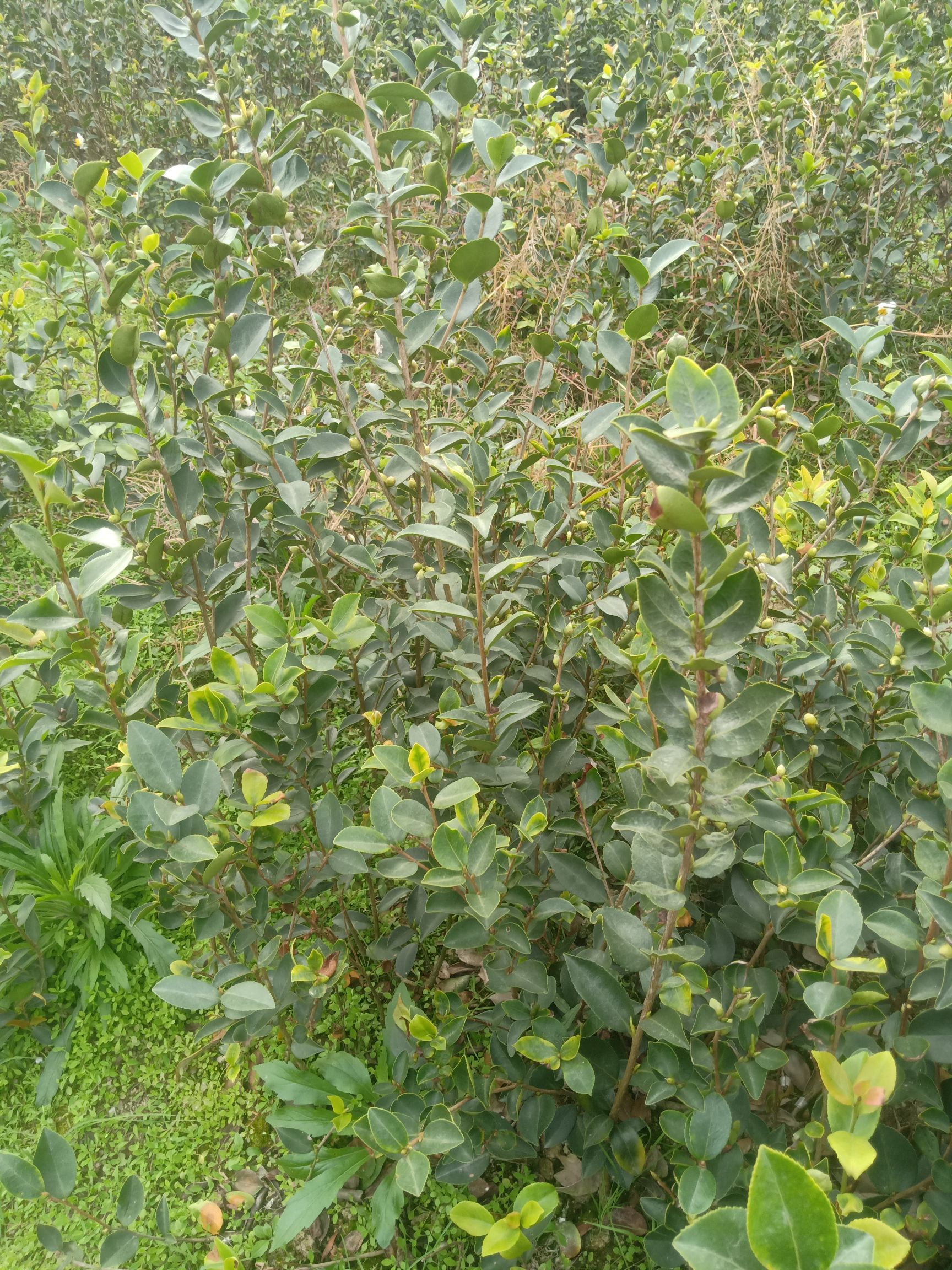 长林系列油茶  二年生裸根苗