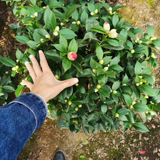 漳平市 26杯大红赤丹茶花带花苞盆景盆栽花卉植物原盆原土装木箱发货
