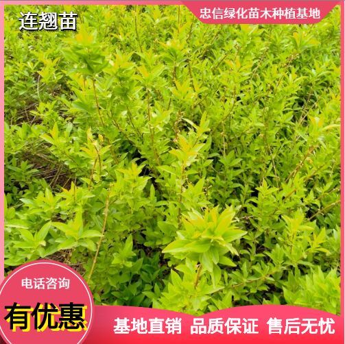新沂市连翘苗  连翘大量批发。