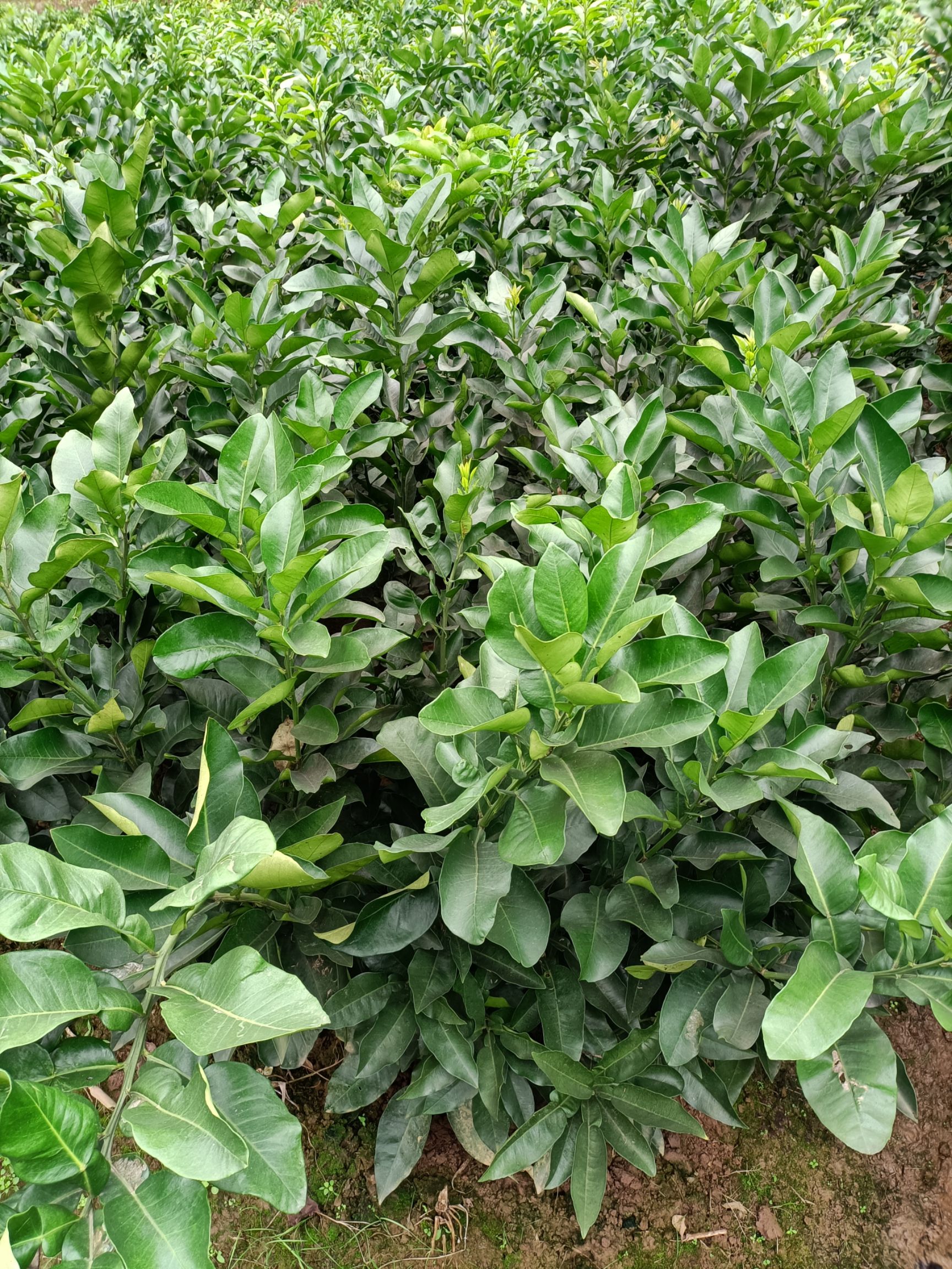红心柚苗  三红柚琯溪蜜柚红宝石柚脆香甜柚品种纯正基地保湿发货成活率高