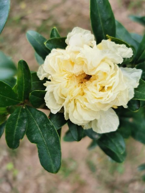 菏泽果树盆景 白花石榴树