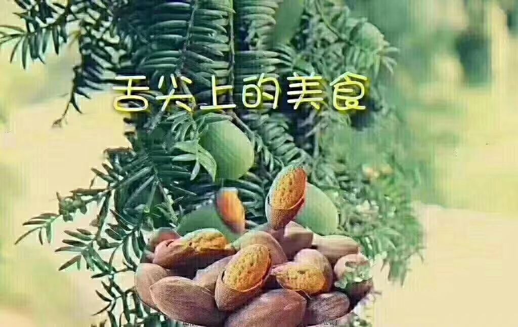 中国珍稀干果之王西垣香榧