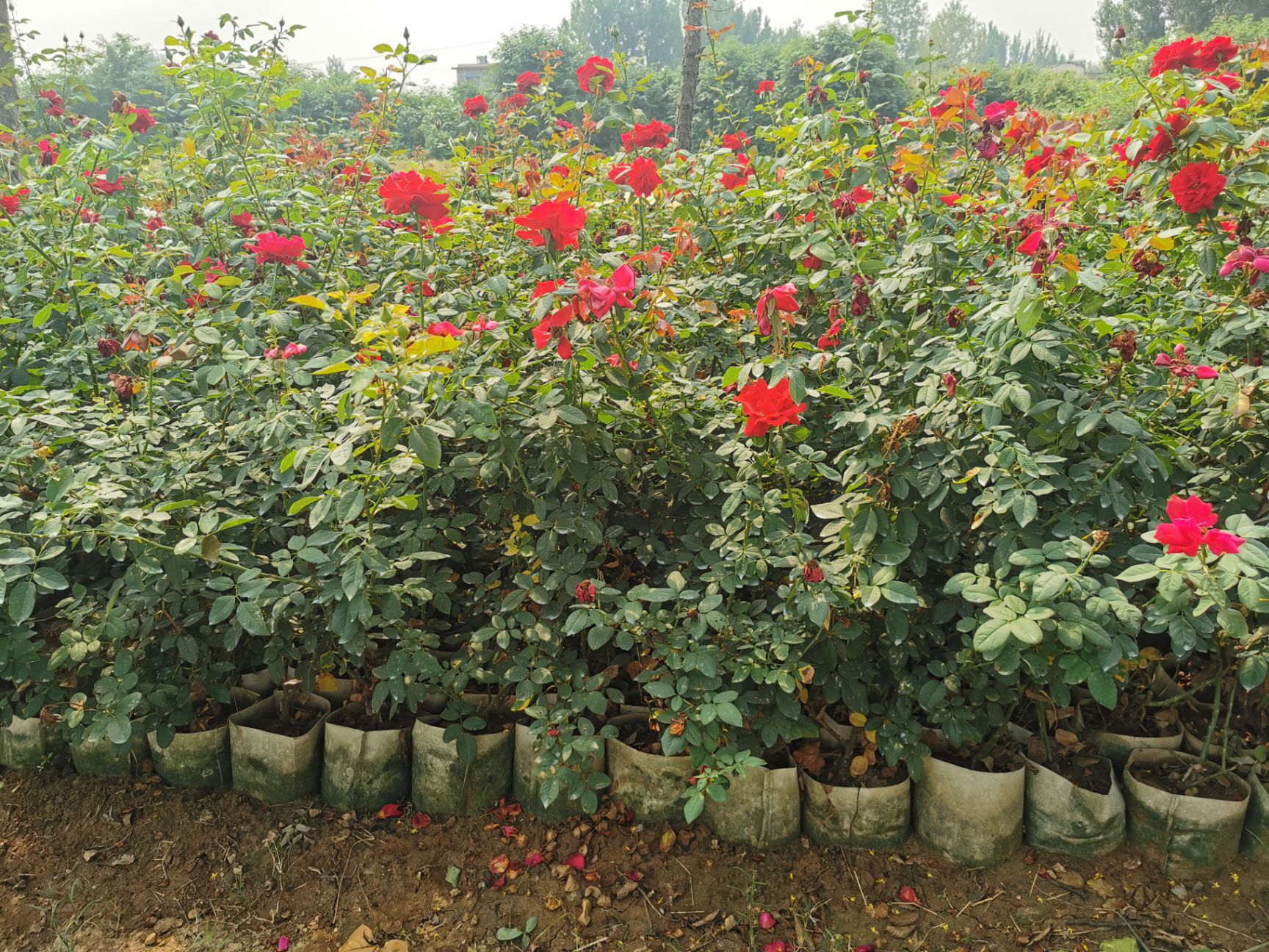 红帽月季  月季盆苗，大花月季，丰花月季欧洲月季藤本月季