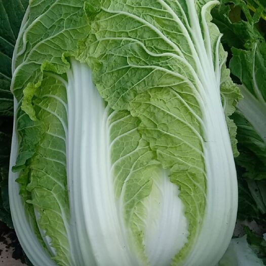 平度市黄心大白菜  黄心白菜大量上市了有需要的客户请联系我
