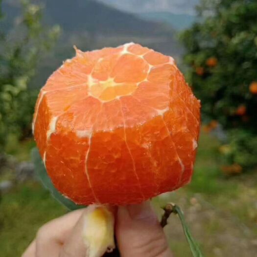 永安市红肉脐橙 皮薄肉厚汁多，甜度高。健康无公害
