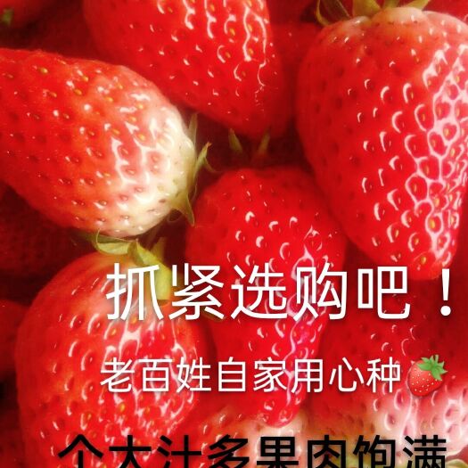 济南甜宝草莓  现货四季草莓新鲜水果烘焙蛋糕奶茶双流鲜草莓时令草莓同城水果