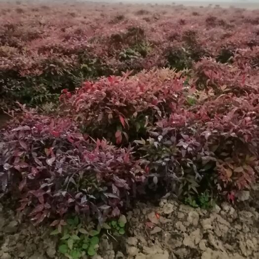 宜兴市 基地直销绿化南天竹工程苗木小毛球从生球原生球