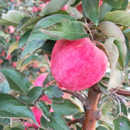 绥中县 寒富苹果精品，个头均匀