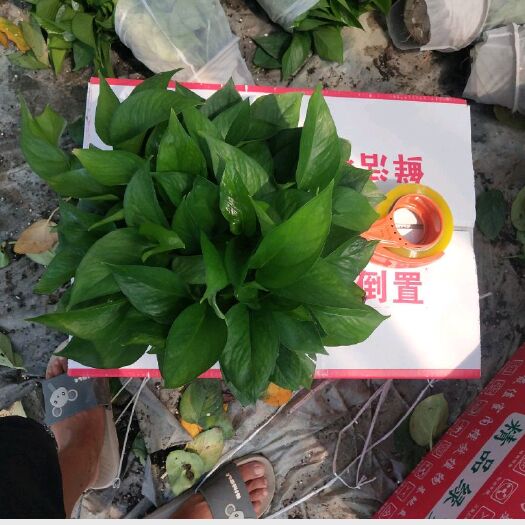 佛山白盆绿萝，冠幅大够密，颜色墨绿