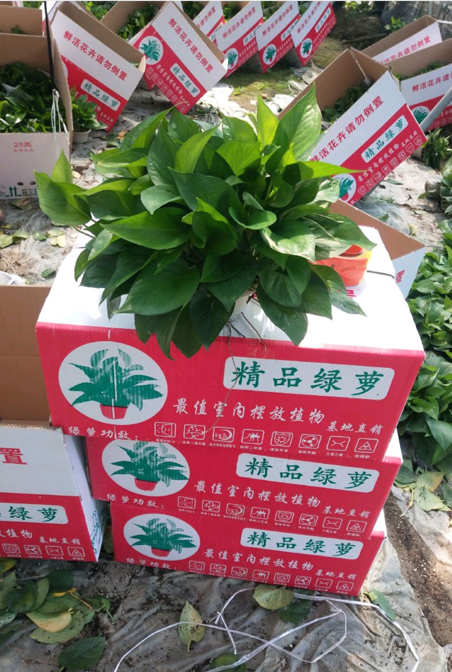 白盆绿萝，冠幅大够密，颜色墨绿