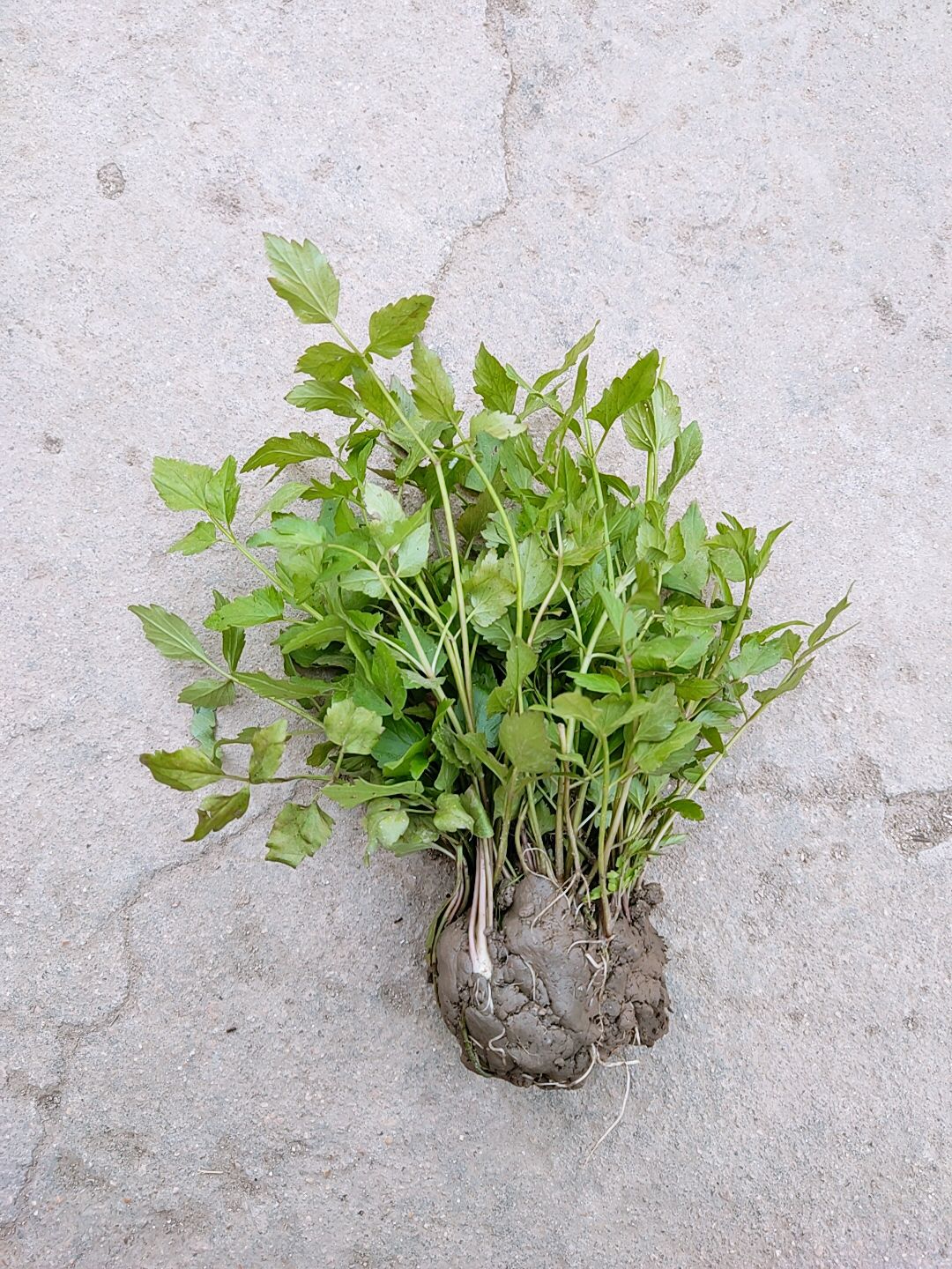 野生水芹菜苗 紫水芹菜苗特色时令蔬菜地栽易栽活 现挖现发