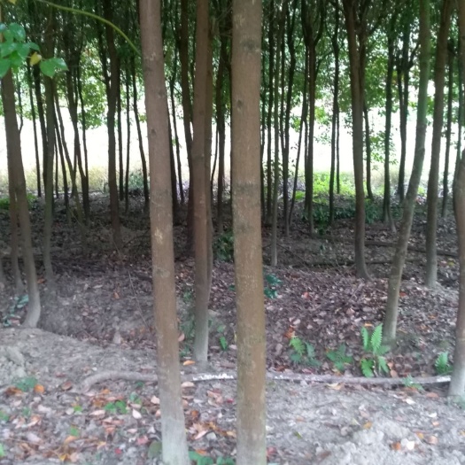 崇义县米径12公分龙脑樟  是提取冰片的材料，也是驱蚊子的好树种，