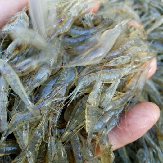 潜江市白米虾  稻田自生小米虾草虾，米虾，每天有货鲜活，冰鲜虾