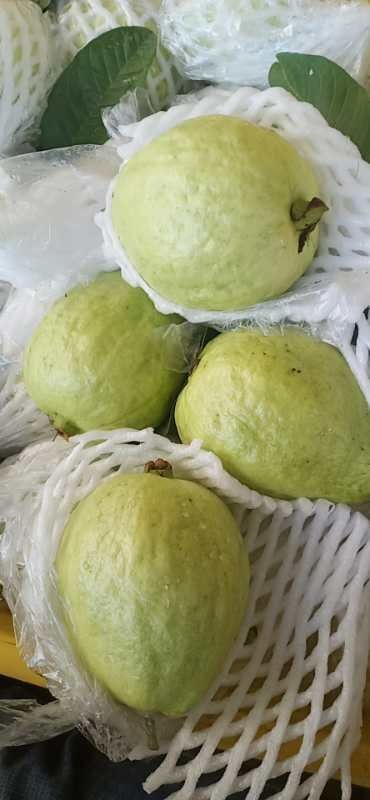广州白心番石榴 番石榴