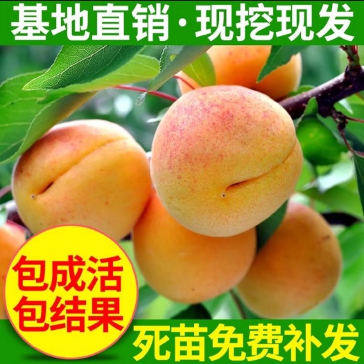 巨蜜王杏树苗  荷兰香密杏苗香密杏树苗俄罗斯金亚杏苗黄金杏苗