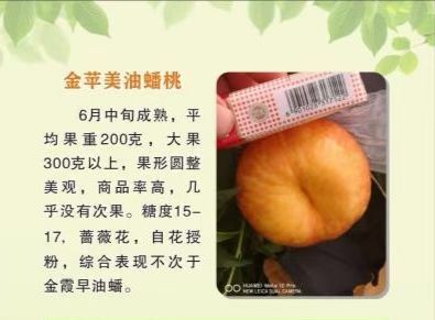 瓦房店市桃树苗 早熟油蟠，自花授粉，果实圆整，糖度高。适合大面积种植