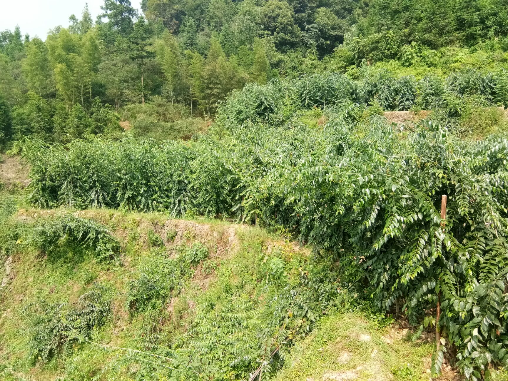  3年金钩藤苗批发，零售，成活率100％，包教种植技术跟踪服务