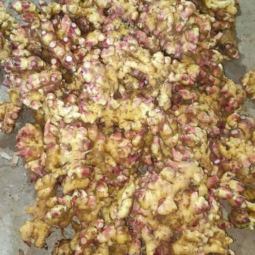 兴义市小黄姜 4~6两 带土 