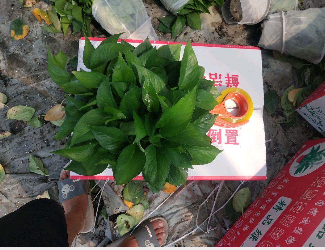 白盆绿萝，冠幅大够密，颜色墨绿