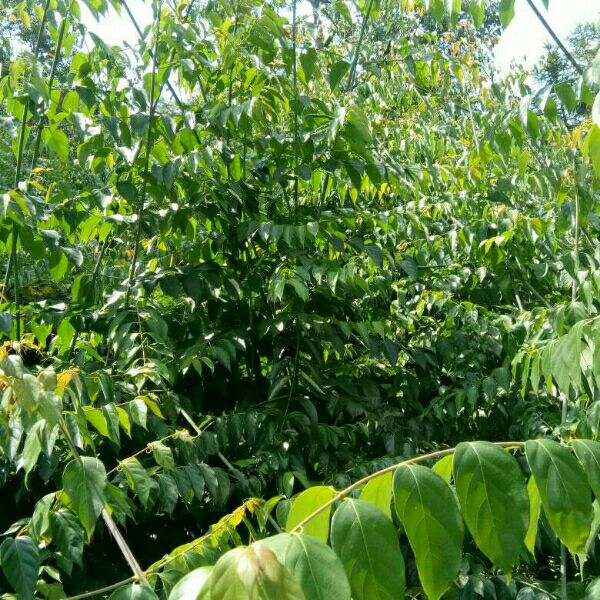  3年金钩藤苗批发，零售，成活率100％，包教种植技术跟踪服务