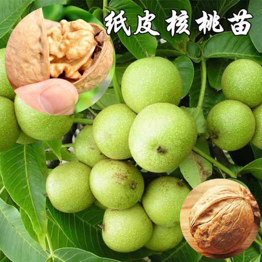 平邑县薄皮核桃苗！个头大！产量高！适合南北方种植！现挖保湿发货