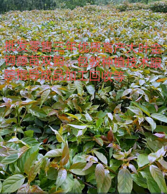  3年金钩藤苗批发，零售，成活率100％，包教种植技术跟踪服务