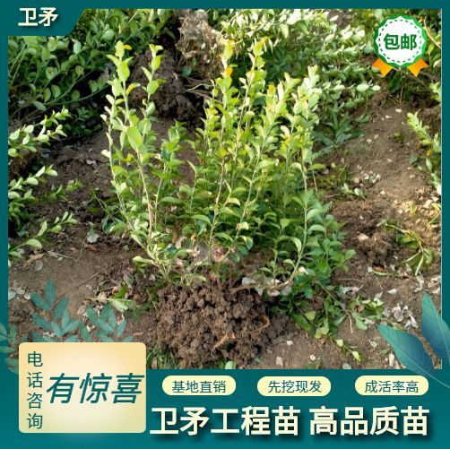 新沂市卫矛球  卫矛毛球40冠幅。