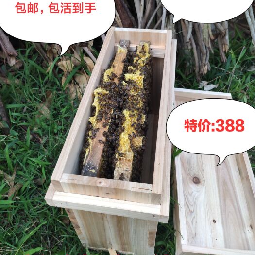 容县 中蜂笼蜂土蜂蜂群带子带脾开产王活体蜜蜂整箱发货