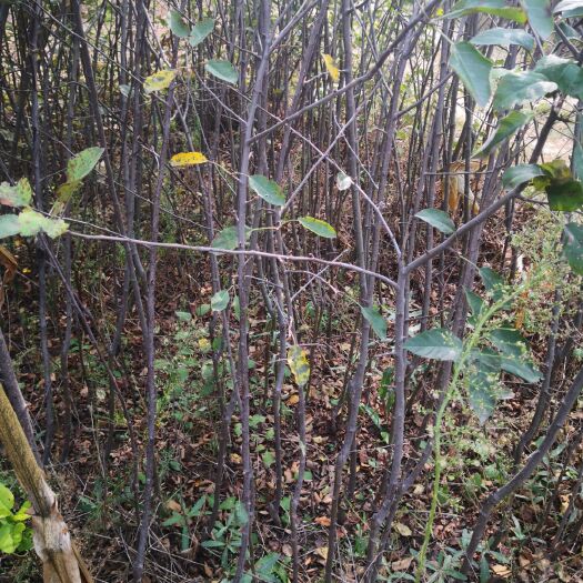 绛县富红苹果苗  烟福红富士苹果苗 根系发达 成活率高