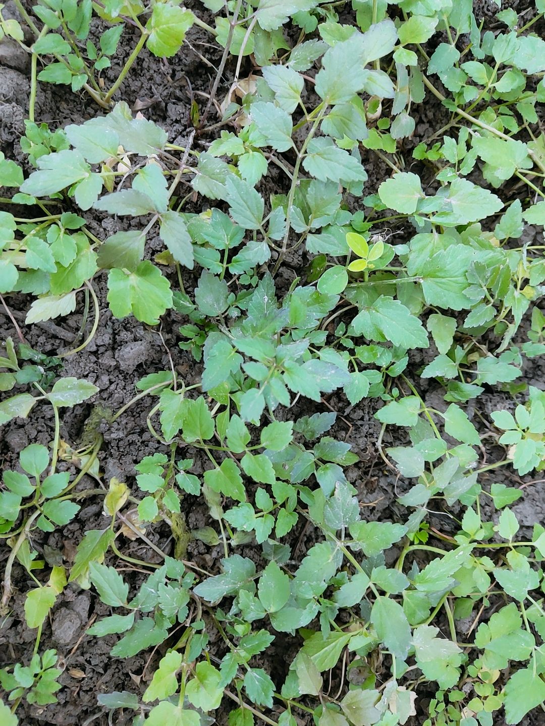 野生水芹菜苗 紫水芹菜苗特色时令蔬菜地栽易栽活 现挖现发