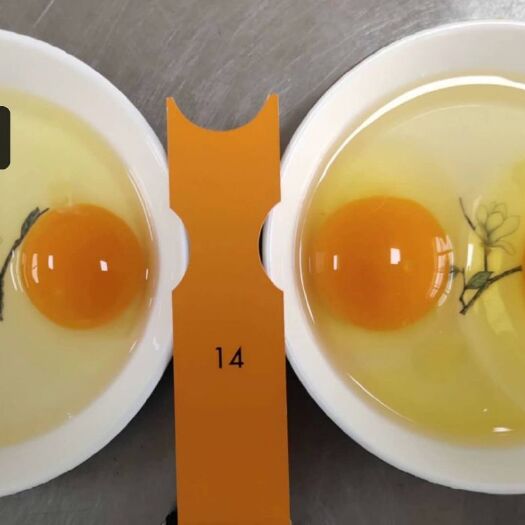 冠县粉蛋  双色大午净重40—42斤，新鲜干净，双色到位，蛋黄蒸煮炒不变