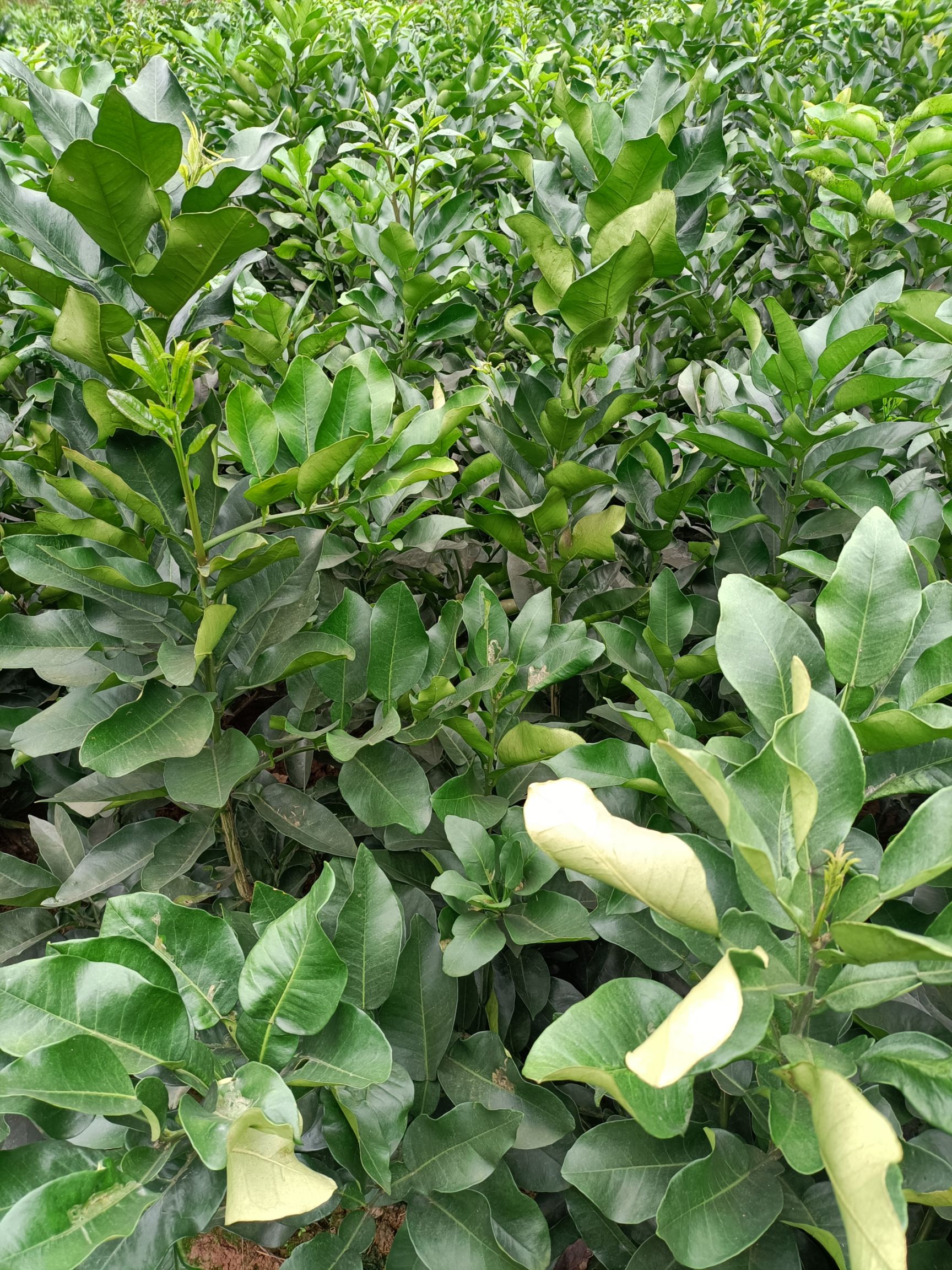 红心柚苗  三红柚琯溪蜜柚红宝石柚脆香甜柚品种纯正基地保湿发货成活率高