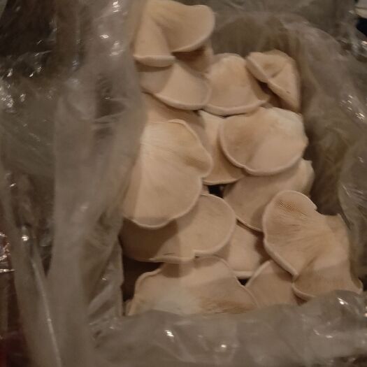 灵寿县白灵菇 精心 挑选，质量有保障。