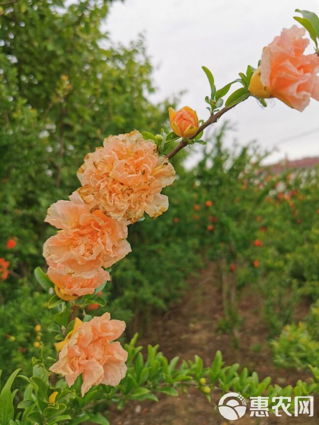 宫粉红番石榴苗 黄花石榴树