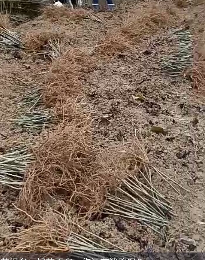  3年金钩藤苗批发，零售，成活率100％，包教种植技术跟踪服务