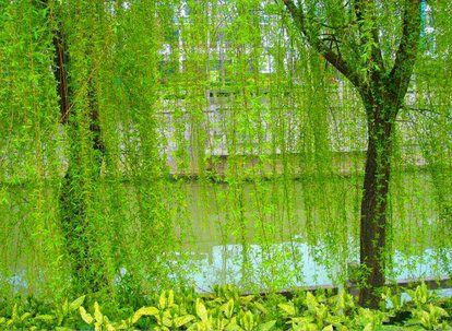  杨柳垂柳大量出售