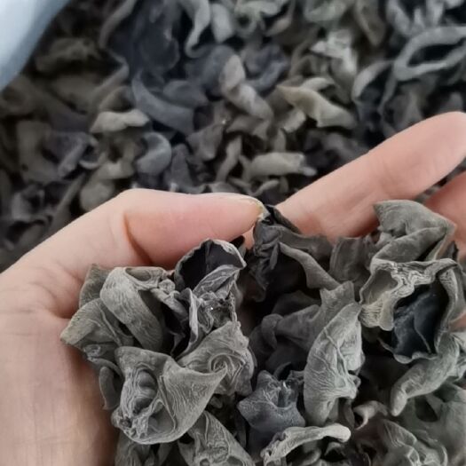 哈尔滨东北特产黑木耳，木耳