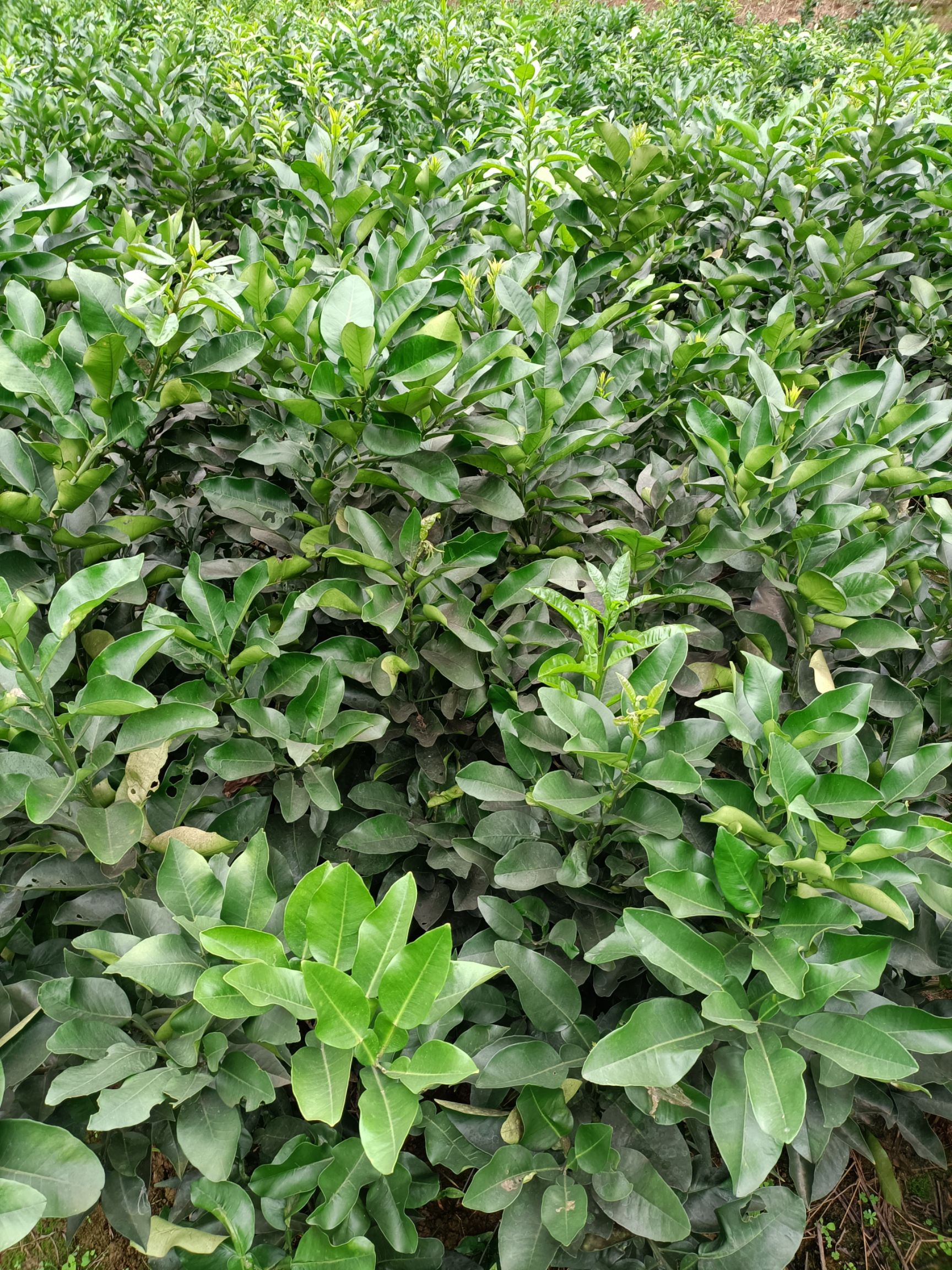 红心柚苗  三红柚琯溪蜜柚红宝石柚脆香甜柚品种纯正基地保湿发货成活率高