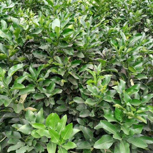苍溪县红心柚苗  三红柚琯溪蜜柚红宝石柚脆香甜柚品种纯正基地保湿发货成活率高
