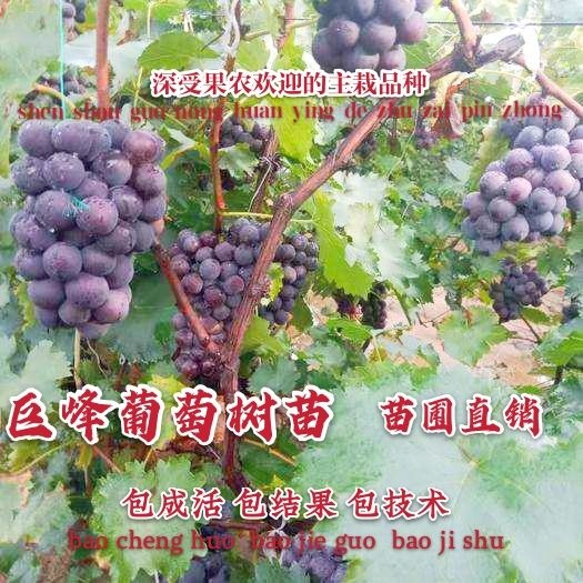 平邑县巨峰葡萄苗苗圃直销新品种产量高价格稳定包结果包技术指导