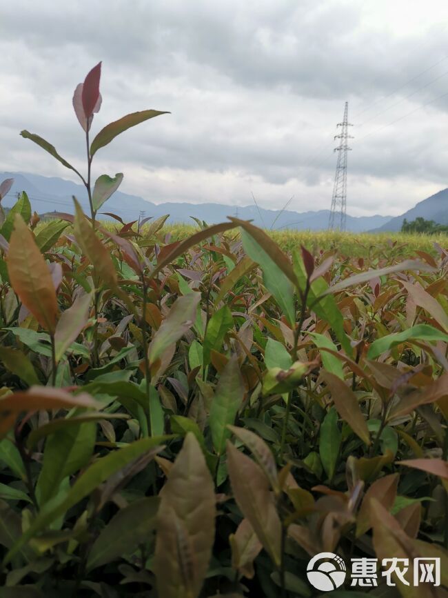 紫鹃茶树苗  云南紫娟茶树苗 一年生冬插苗福建福安茶苗