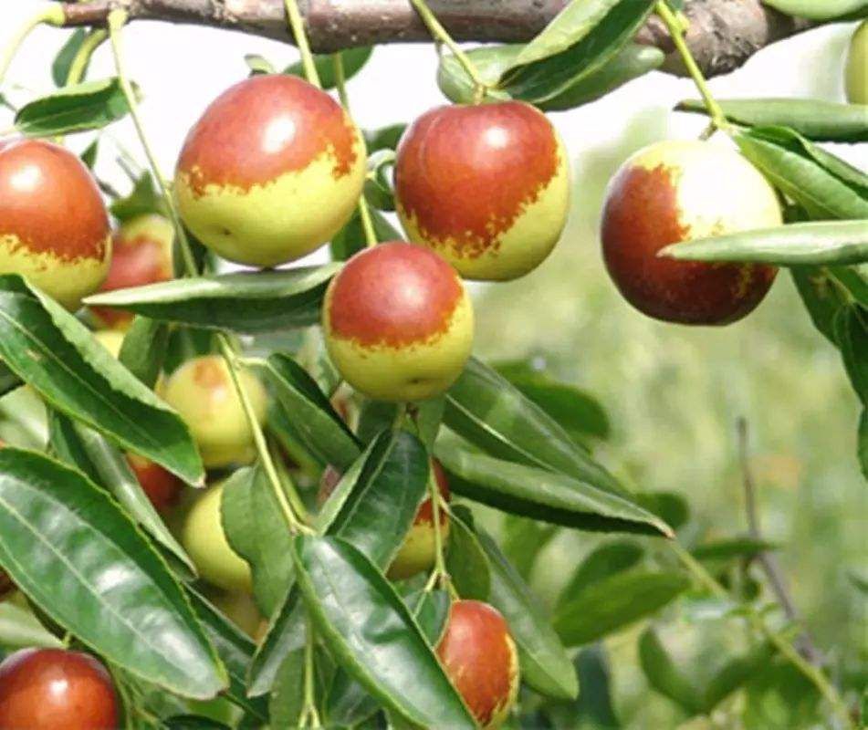 冬枣树苗  冬枣10年苗当年结果