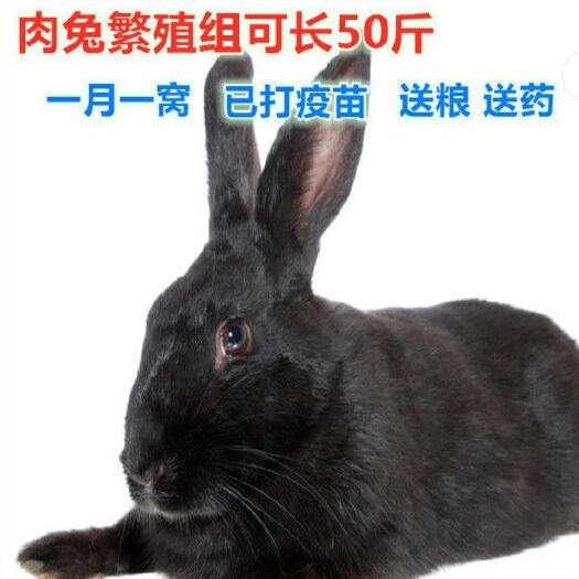 邯郸中华黑兔  主要买活兔子