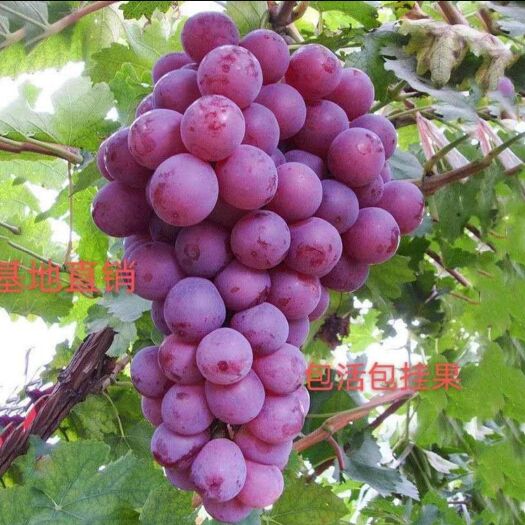 平邑县无核紫葡萄苗  无核香蜜 葡萄苗 基地直发