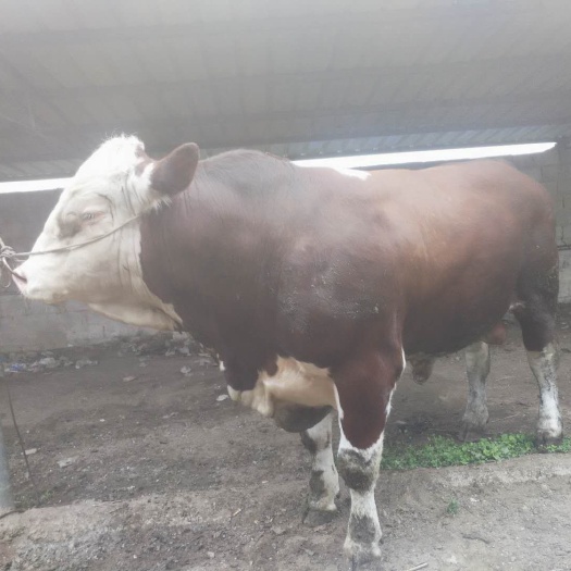 威宁县 肉牛肉牛。一千五百斤以上。买去杀的老板看过来。对半肉以上。