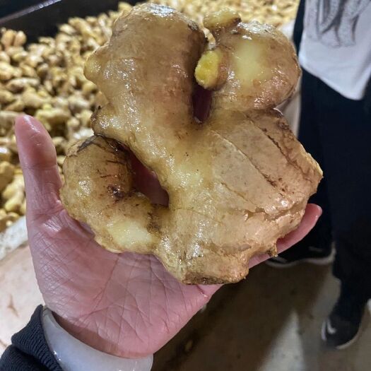 莒县优质姜母，大量货源质量保证需要的联系
